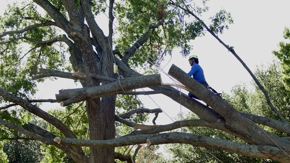Professional Crown Thinning performed by certified arborists in New River
